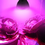 Dicroica GU10 LED 5W Cultivos/Plantas Roja-Azul