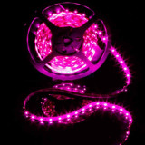 Tira LED Rosa-Violeta 14,4 W/m 12V IP20 5 metros